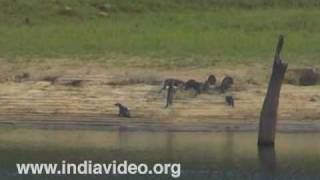 River Otter Mustelidae India [upl. by Seuqram]