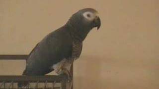 Amazing Tui the Talking African Grey Parrot An intelligent conversation [upl. by Nnylatsirk]