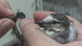 【野鳥保護】捕らわれのセキレイちゃん～第一回目の足枷の異物取り除き手術（＾＾；） [upl. by Poore]