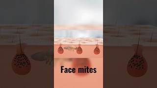 Mites on your face incredibly benefiting you  Human demodex Mites [upl. by Akalam405]