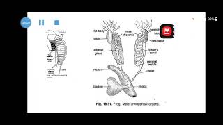 Urinogenital system in Frog  MALE amp FEMALE [upl. by Kemble]