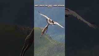 Golden eagle vs Harpy eagles goldeneagle harpyeagle trending viral animals youtubeshorts fyp [upl. by Airaet810]