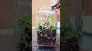 How to Make a Closed Terrarium [upl. by Alpheus]