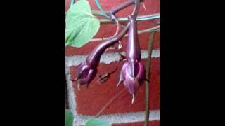 Moonflower Seed Pod [upl. by Beisel]