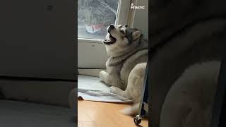 Huskys Whining Plea  Adorable Video 🐶🐾 [upl. by Hartzell]