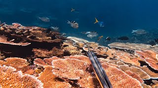 Spearfishing On a Coral Reef Aquarium  Reef Fish amp Grouper [upl. by Fritts953]