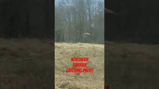 Northern Harrier catching small prey in a field Had to stop when I saw him soaring 5ft in the air [upl. by Nivra]