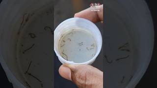 Feeding mosquito larvae to bettas and polar parrot feeding shorts kolathurfish mosquitolarvae [upl. by Keith]