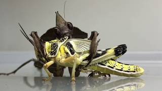 Praying Mantis eating a whole Locust  TIMELAPSE 3 Hours in 130min [upl. by Pena]