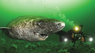 512 Year Old Greenland Shark  Oldest Living Shark [upl. by Cormick]