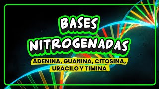 ✅ BASES NITROGENADAS🧬 ADENINA GUANINA CITOSINA TIMINA y URACILO [upl. by Averell279]