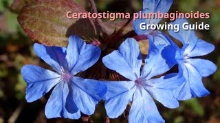 Ceratostigma plumbaginoides Growing Guide blueflowered leadwort by GardenersHQ [upl. by Darb]