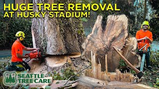 Huge Tree Removal at Husky Stadium  Part 1 [upl. by Valenka]