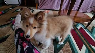 My Sheltie Spirit Jr 14 weeks old [upl. by Horton818]