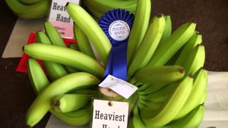 INNISFAIL AND DISTRICT SHOW BANANA EXHIBIT AND AUSTRALIAN BANANA PACKING CHAMPIONSHIPS [upl. by Rfinnej]