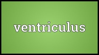 Ventriculus Meaning [upl. by Pirri]