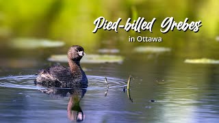 Piedbilled Grebes [upl. by Scornik987]