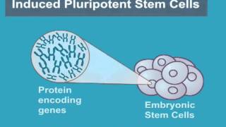 What are Induced Pluripotent Stem Cells iPS Cells [upl. by Anined364]