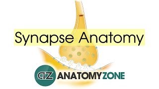 Synapse Structure  Neuroanatomy Basics [upl. by Htrag522]