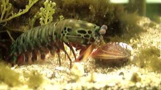 Mantis Shrimp Destroys Clam [upl. by Brinkema]