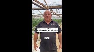 Tomato virus fears cost farmer 500000 revenue [upl. by Strain]