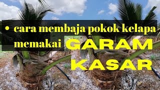 Rahsia Membaja Pokok Kelapa dengan Garam Kasar untuk Hasil Terbaik Tonton Sekarang [upl. by Marciano]