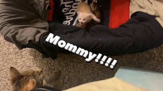 Kitten yelling at mommy [upl. by Nodnelg33]