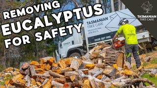 REMOVING EUCALYPTUS TREE FOR SAFETY [upl. by Nirrac877]