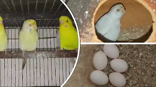 বাজরিগার পাখির ডিম পাড়ার লক্ষন  Budgerigar Pakhir Dim Parar lokkhon  Pakhi Palon [upl. by Bobker]