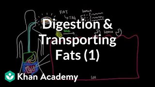 Digestion Mobilization and Transport of Fats  Part I [upl. by Kelsey176]