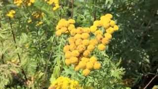 Plants To Know Tansy [upl. by Mathias]