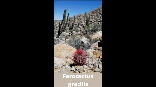 Ferocactus gracilis shorts [upl. by Farrish]