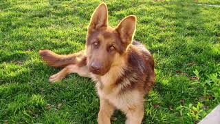 German Shepherd Barking Sound Effects [upl. by Nonnahsed477]