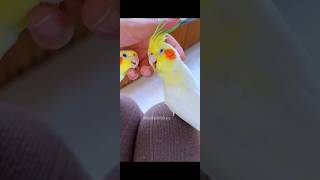 Adorable Cockatiel Emeralds Cute Moments 🦜😊 cockatielscraze [upl. by Aicenra]