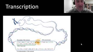 Transcription protein synthesis part 1 of 2 [upl. by Fazeli]