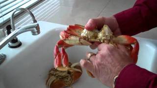 How to clean a crab [upl. by Svetlana]