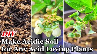 DIY How to Make Your Own Acidic Soil for Any Acid Loving Plants  How to Repot Blueberry 蓝莓酸性土壤 [upl. by Stretch]