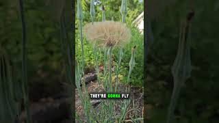 Salsify going to seed and milkweed about to bloom [upl. by Phip569]