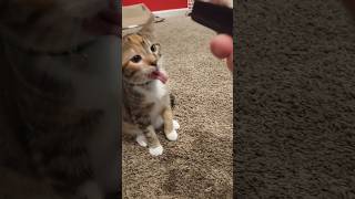 Comb makes my cat gag shorts funnyvideo cat viralvideo [upl. by Parthena611]