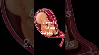 8 weeks baby height and weight In pregnancy trending shorts pregnancy baby viral [upl. by Major]