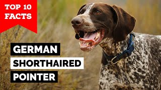 German Shorthaired Pointer  Top 10 Facts [upl. by Ylrbmik]