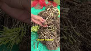 It is very suitable to plant leek roots in autumn leeks gardentips garden plantingtips [upl. by Enelear650]