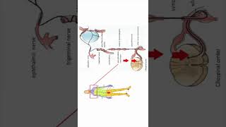 Ciliospinal reflex Horners syndrome neuroanatomy shorts [upl. by Forland]