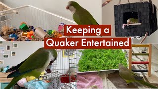 5 Ways To Keep A Quaker Parrot Busy And Independent [upl. by Ayhtak768]