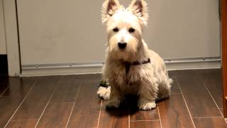 Oliver the Westie Ringing the Bell [upl. by Erdeid]