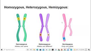 What is Homozygous Heterozygous and Hemizygous [upl. by Enrobso]