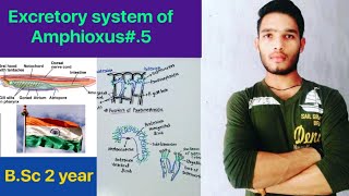 Excretory system of Amphioxus  BSc 3rd Year Zoology 5th Semester 2nd paper [upl. by Bush663]