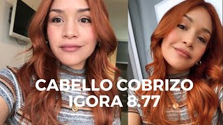 CABELLO COBRIZO IGORA 877 [upl. by Stafani]