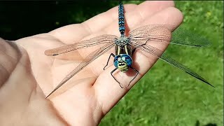 15 Incredible Dragonfly Species [upl. by Enidualc]