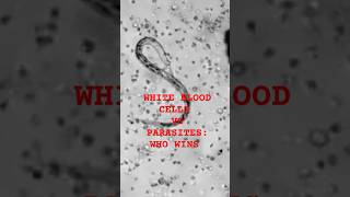 this is how our white blood cells attack parasites [upl. by Gilroy52]